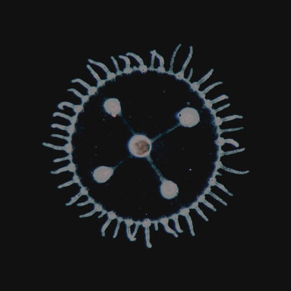 Luedji Luna - Um mar pra cada um (LP)